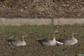 Greylag Goose Ishigaki Island Sat, 1/6/2024