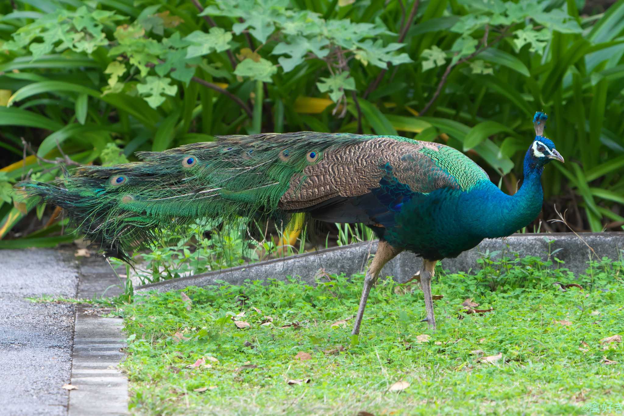 Photo of Indian Peafowl at Ishigaki Island by 禽好き