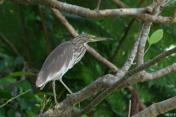 Chinese Pond Heron Ishigaki Island Sat, 1/6/2024