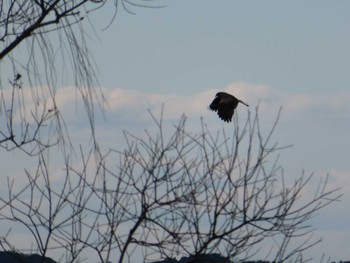 Black Kite 霞ヶ浦 Sun, 1/7/2024