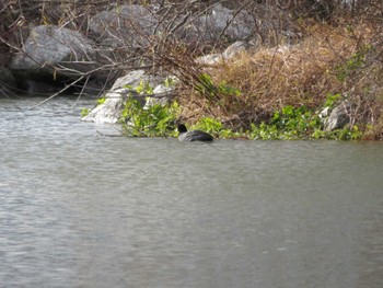 Eurasian Coot 霞ヶ浦 Sun, 1/7/2024