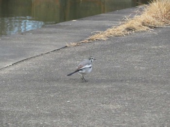 White Wagtail 霞ヶ浦 Sun, 1/7/2024