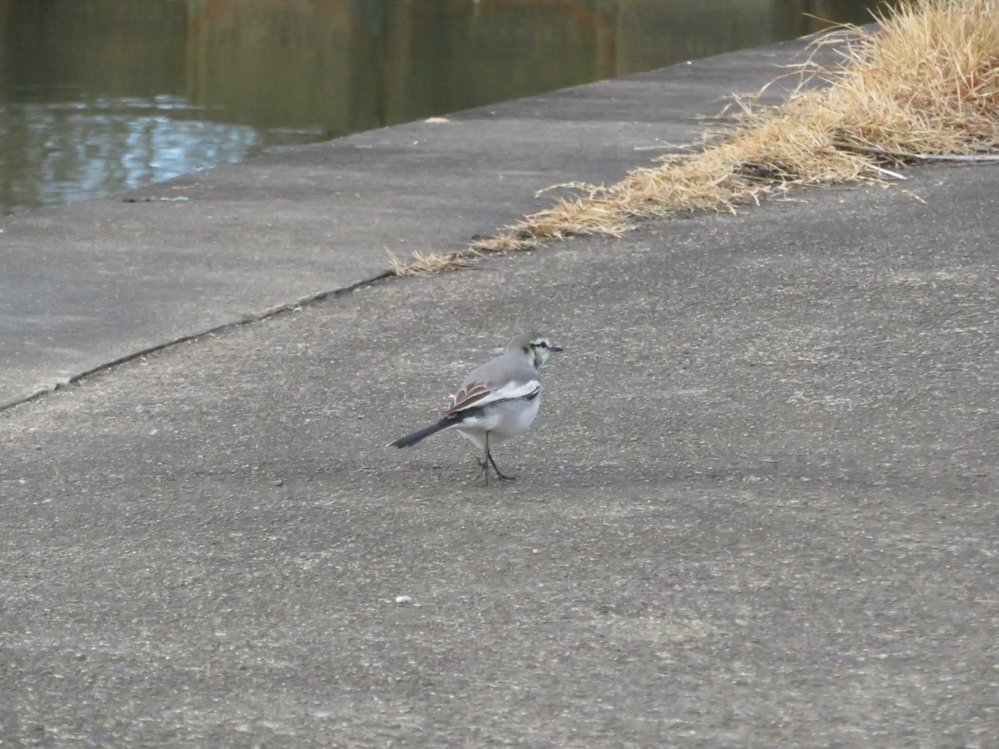 Photo of White Wagtail at 霞ヶ浦 by とろぴたる