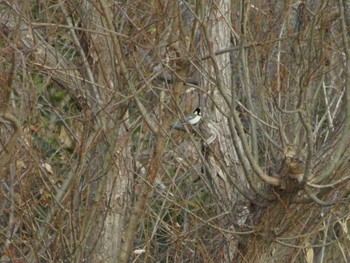 Japanese Tit 霞ヶ浦 Sun, 1/7/2024