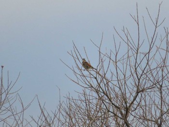 Dusky Thrush 霞ヶ浦 Sun, 1/7/2024