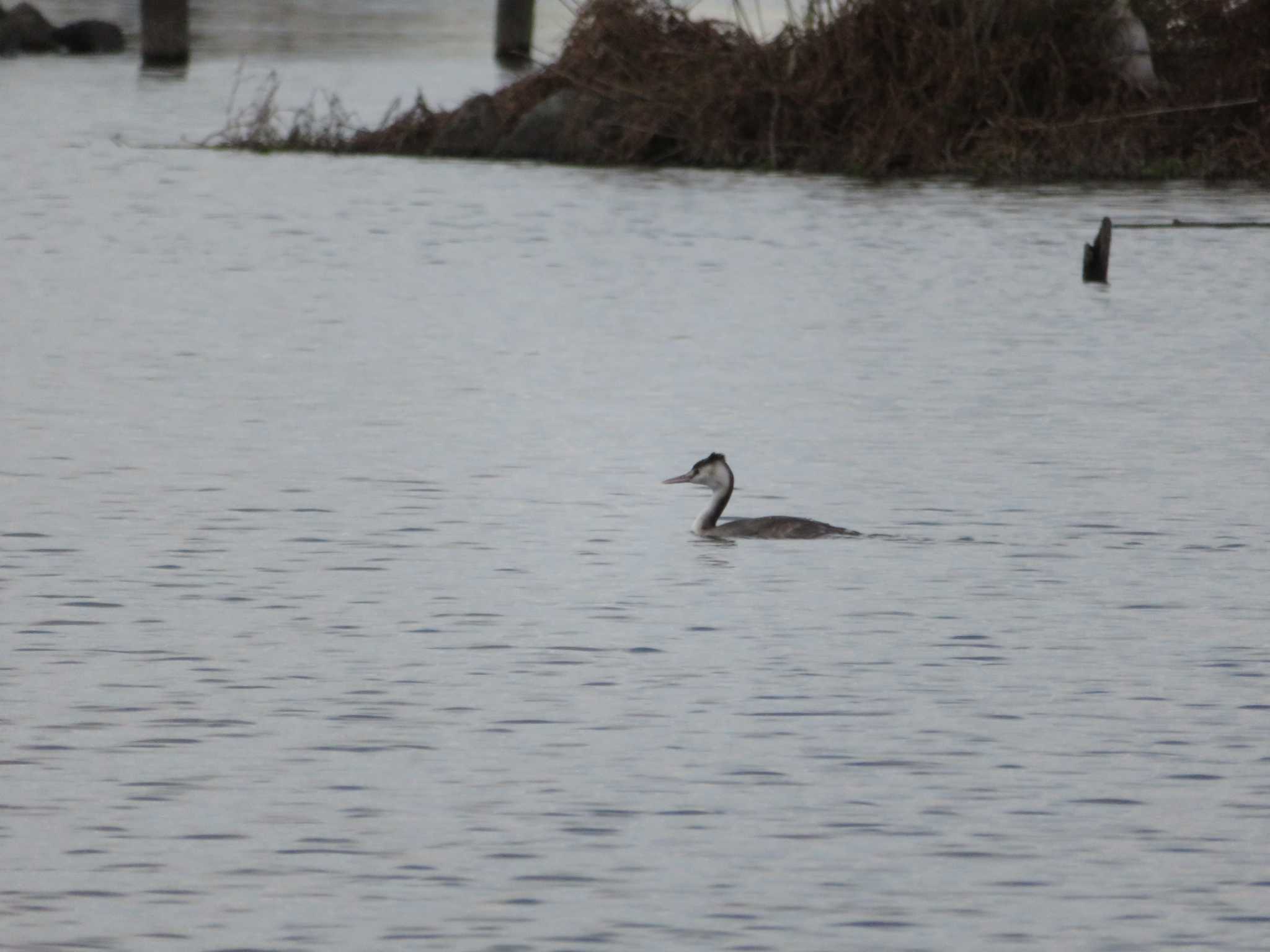 Photo of Great Crested Grebe at 霞ヶ浦 by とろぴたる