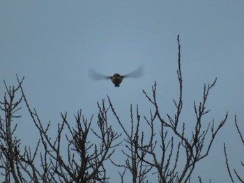 Bull-headed Shrike 霞ヶ浦 Sun, 1/7/2024