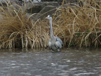 Grey Heron 霞ヶ浦 Sun, 1/7/2024