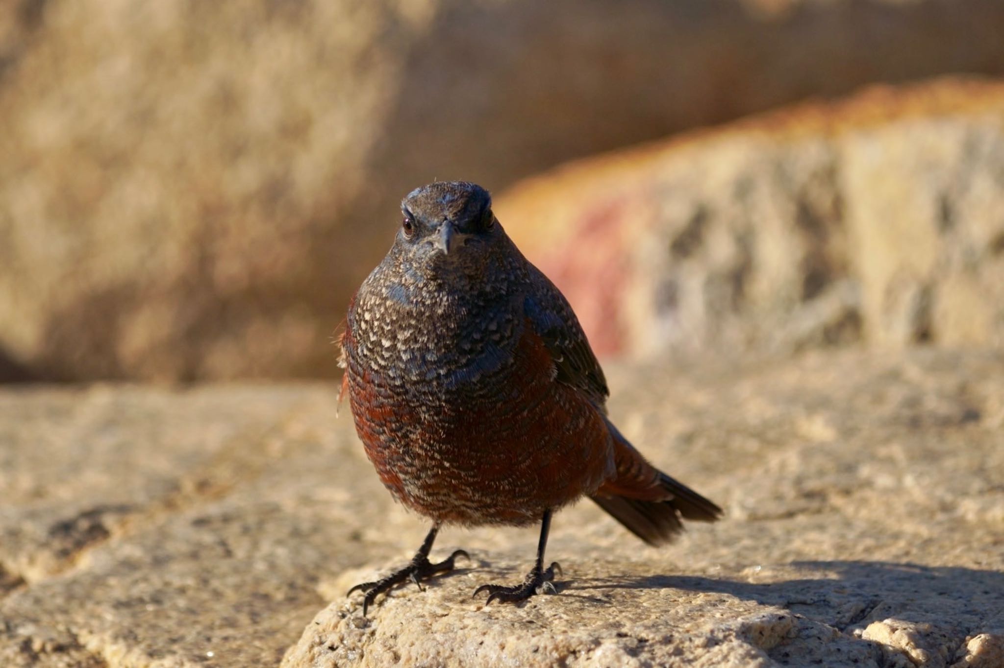 Photo of Blue Rock Thrush at 矢倉緑地公園 by m_obe