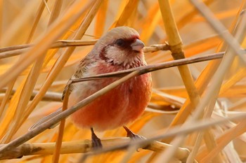 Siberian Long-tailed Rosefinch 国営木曽三川公園  Sun, 1/21/2024