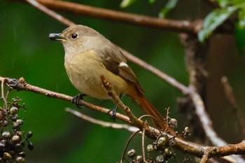 ジョウビタキ 各務野自然遺産の森 2024年1月20日(土)