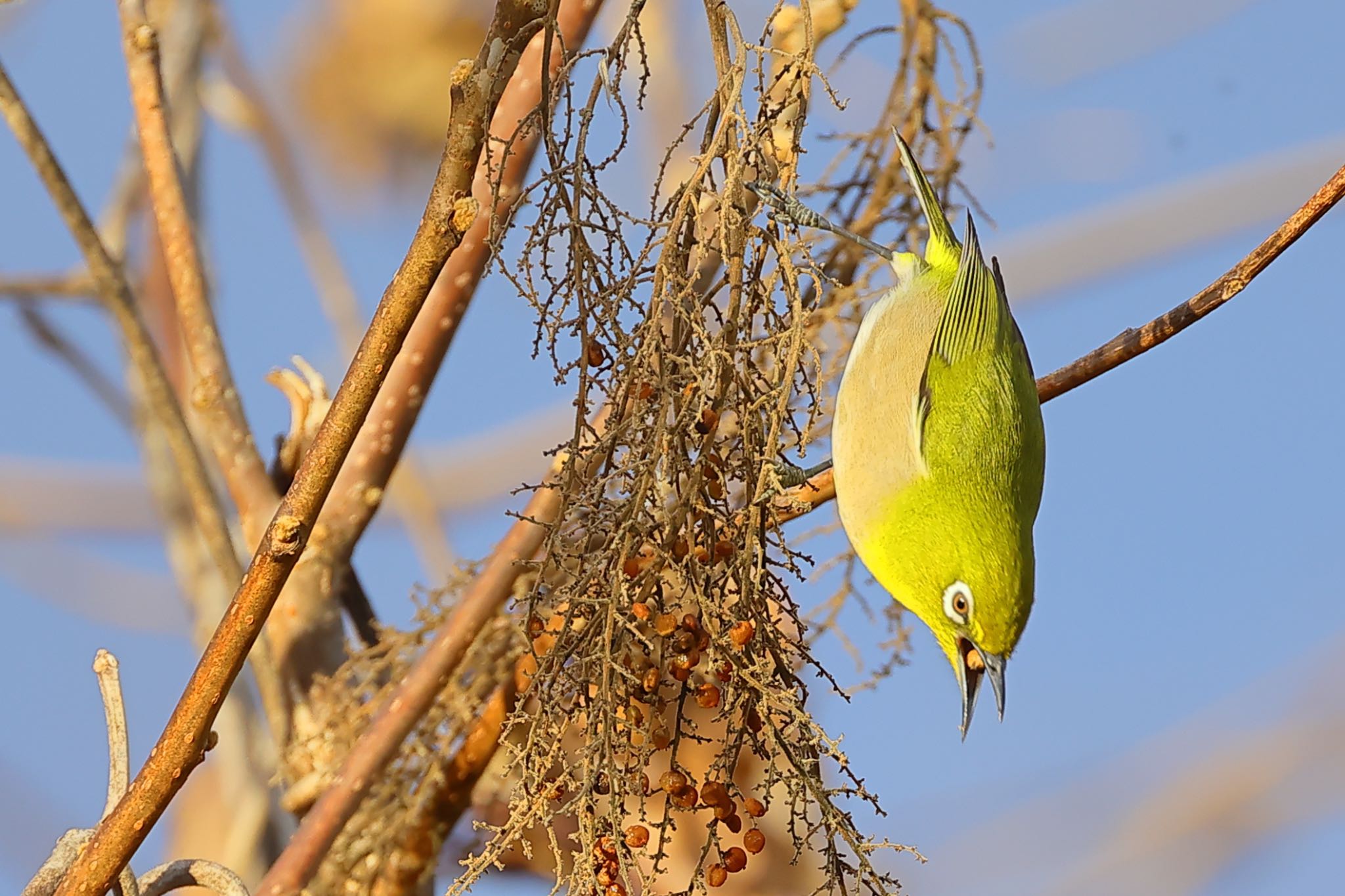 Photo of Warbling White-eye at 国営木曽三川公園  by トシさん