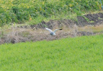 ハイイロチュウヒ 鍋田干拓地 2024年1月21日(日)