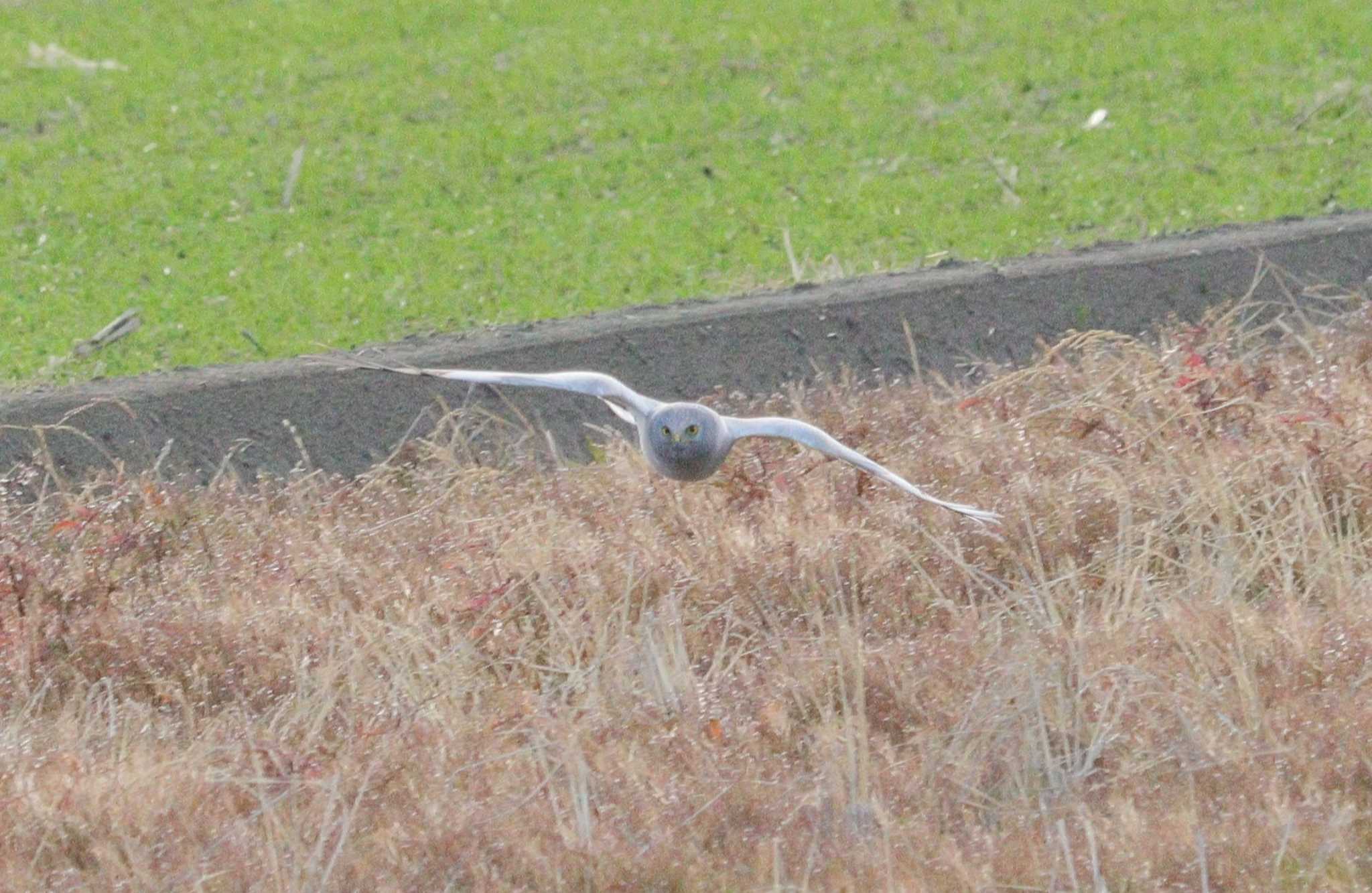 Hen Harrier