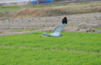 ハイイロチュウヒ 鍋田干拓地 2024年1月21日(日)