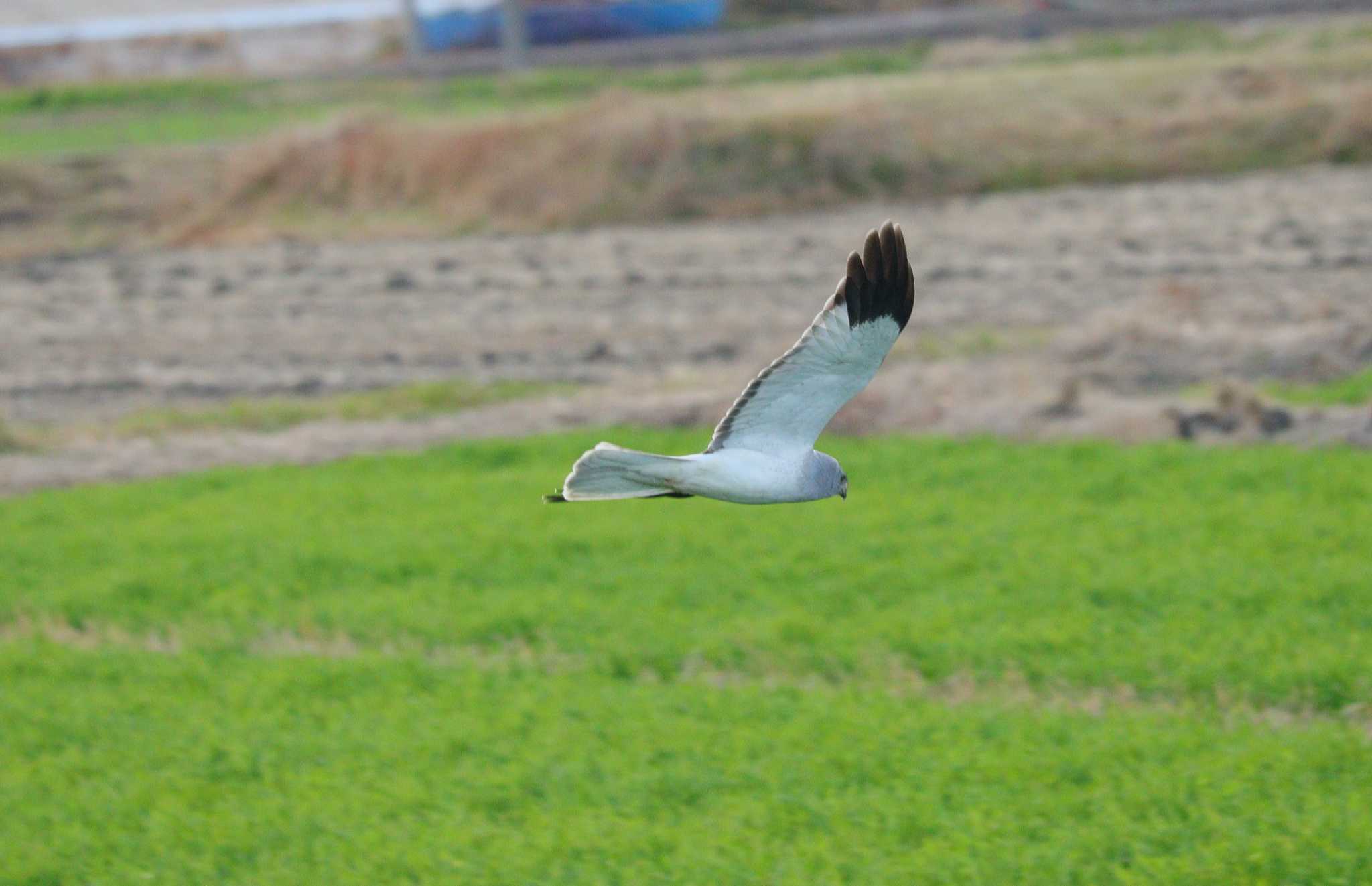 Hen Harrier