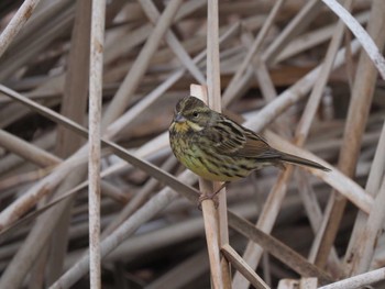 2024年1月21日(日) 泉の森公園の野鳥観察記録