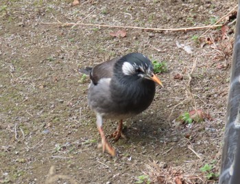 White-cheeked Starling 仙台堀川公園(江東区) Fri, 1/19/2024