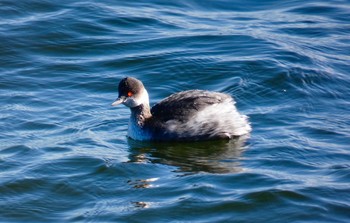 ハジロカイツブリ ふなばし三番瀬海浜公園 2018年1月7日(日)