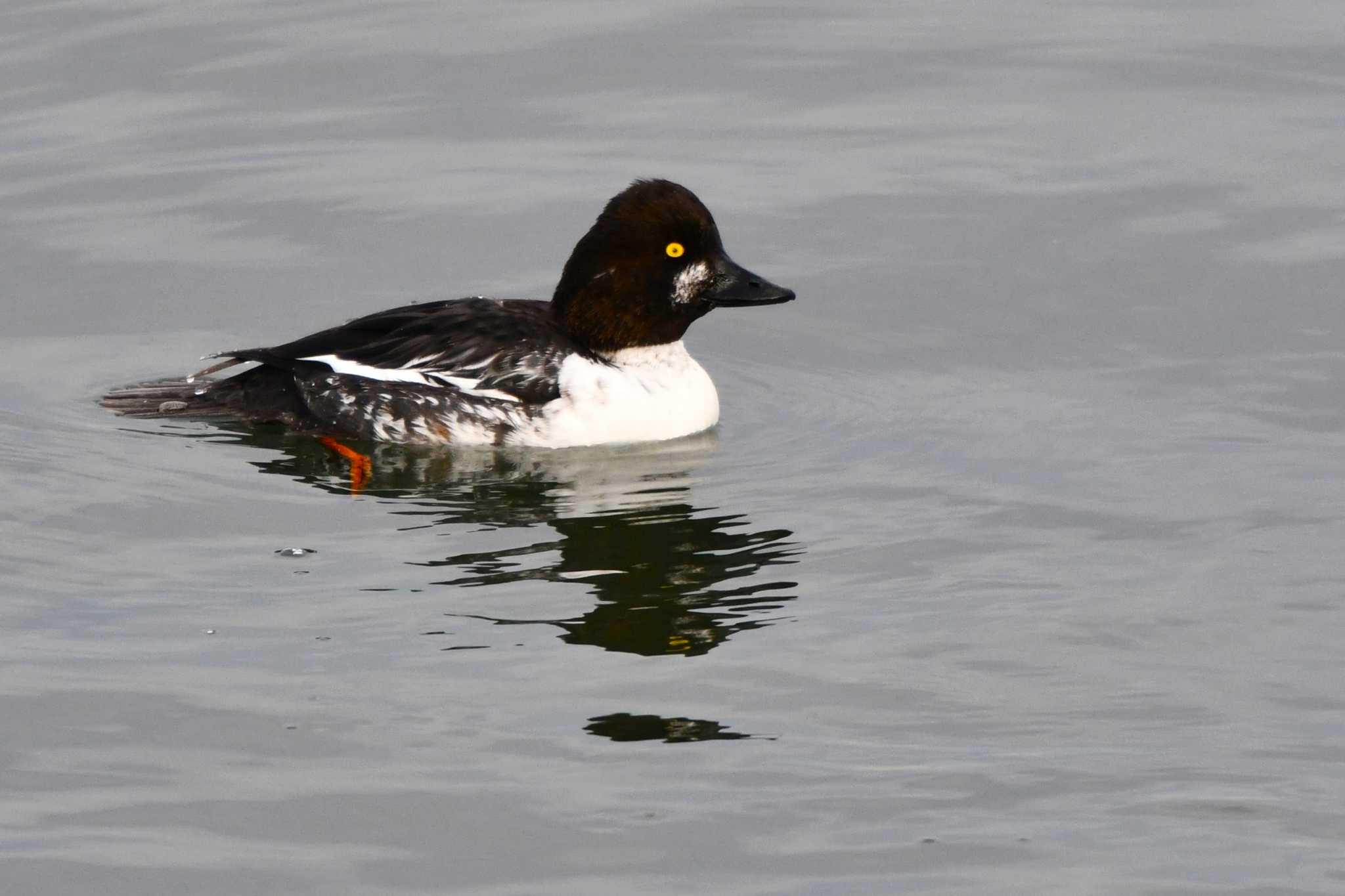 Common Goldeneye