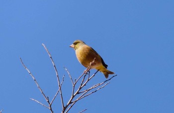 カワラヒワ 武蔵野の森公園 2024年1月14日(日)