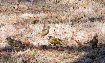 カワラヒワ 武蔵野の森公園 2024年1月14日(日)