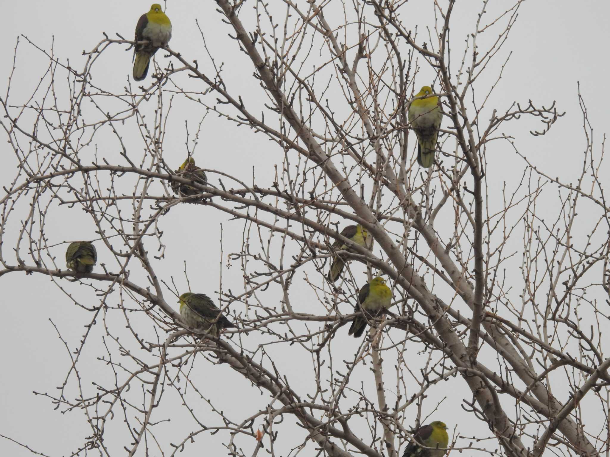 White-bellied Green Pigeon