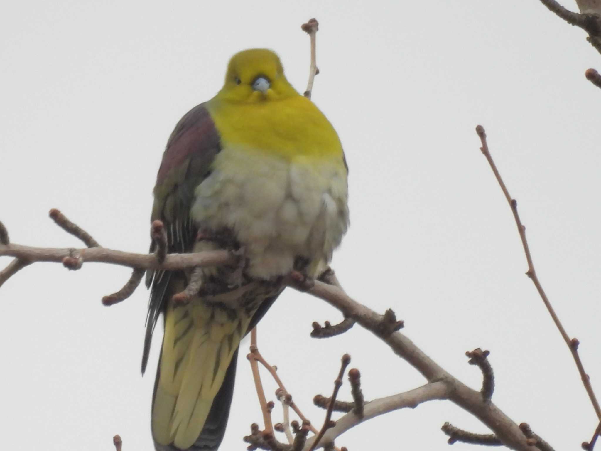 White-bellied Green Pigeon