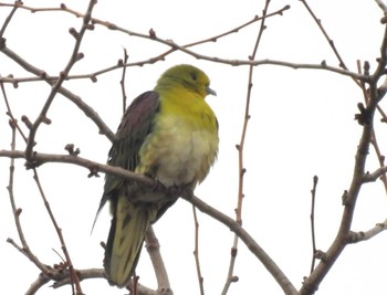 2024年1月20日(土) 京都御苑の野鳥観察記録