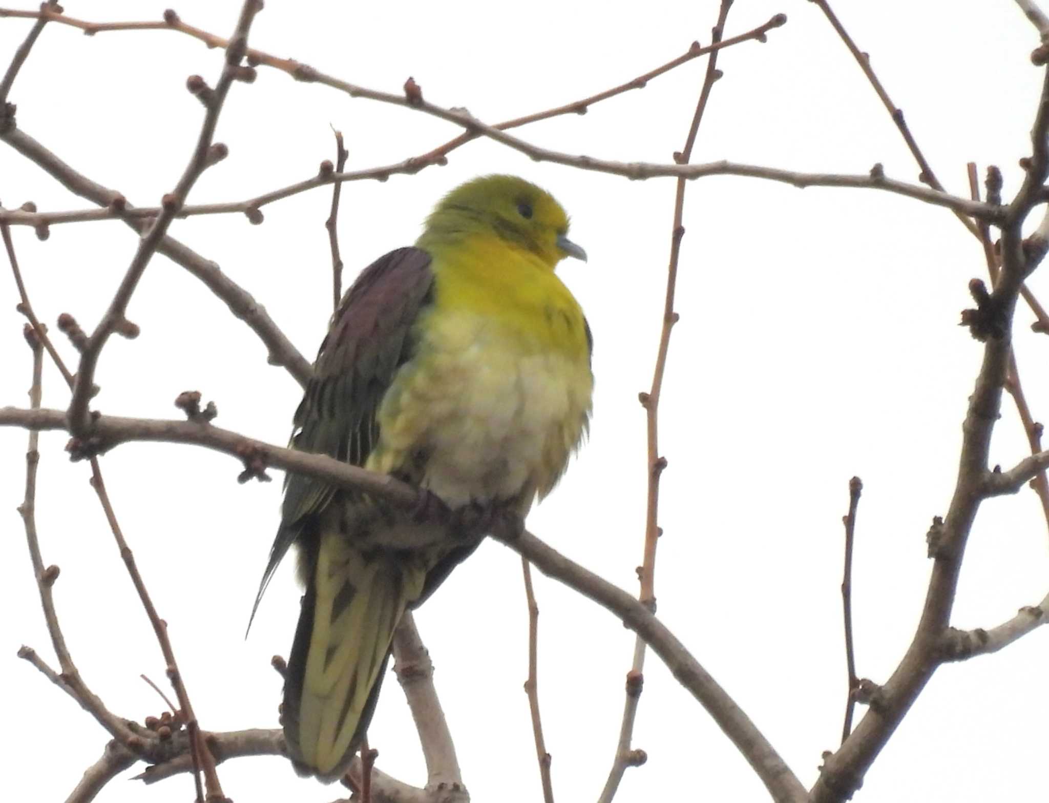 White-bellied Green Pigeon