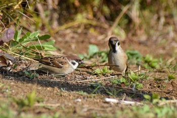 Eurasian Tree Sparrow 奈良山公園 Mon, 11/27/2023