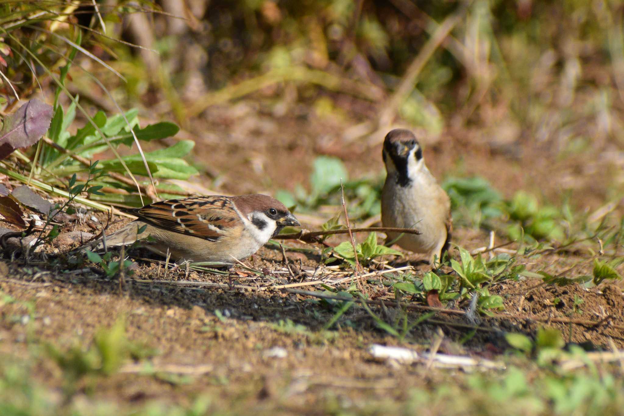 Photo of Eurasian Tree Sparrow at 奈良山公園 by NM🐥📷