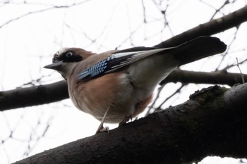 カケス 秋ヶ瀬公園(野鳥の森) 2024年1月21日(日)