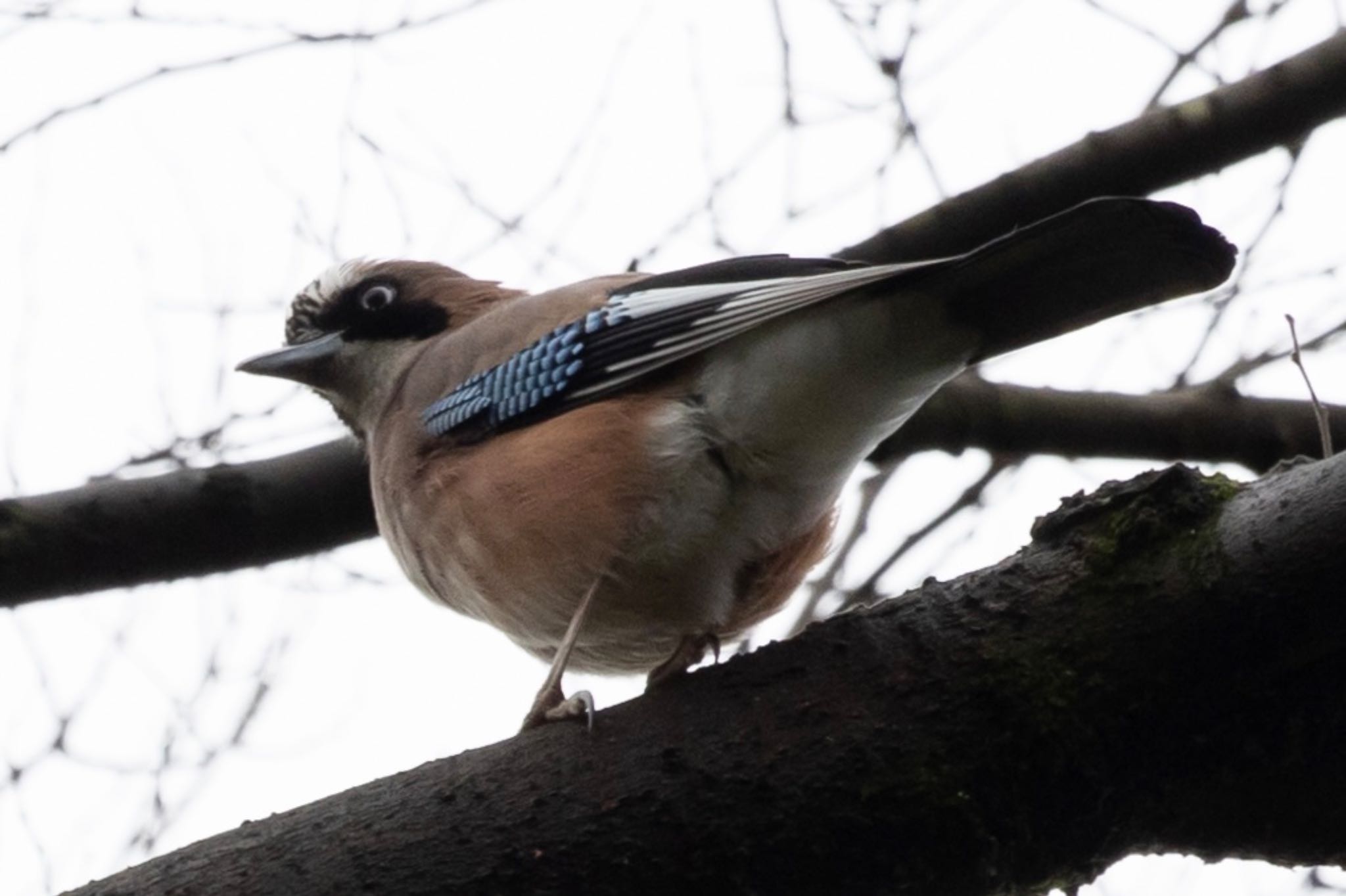 Photo of Eurasian Jay at 秋ヶ瀬公園(野鳥の森) by Tomo