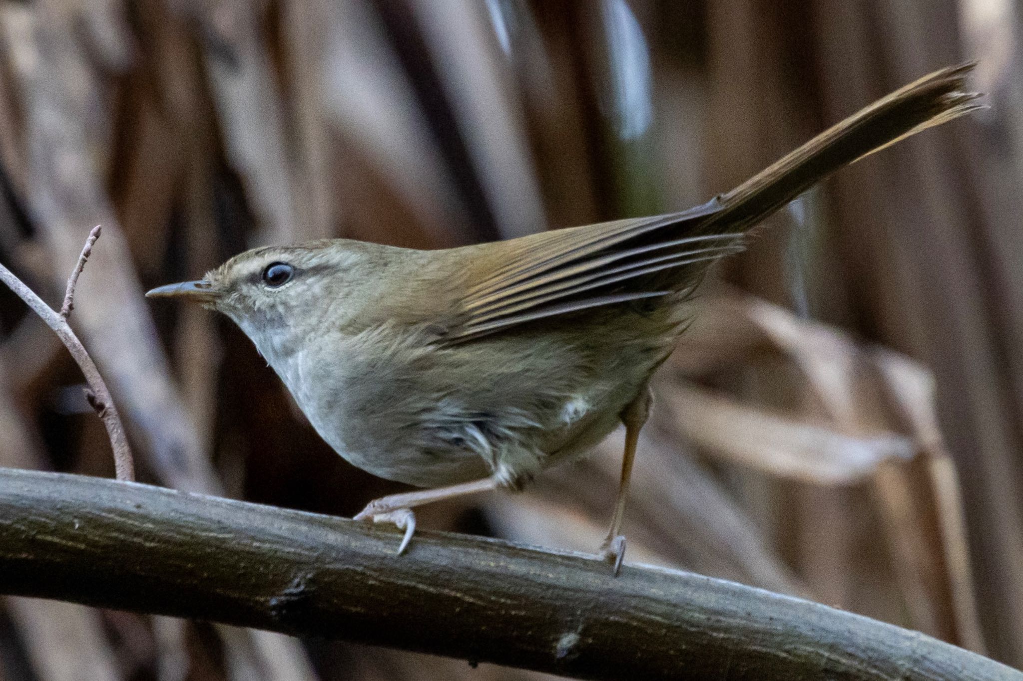 Photo of Japanese Bush Warbler at 秋ヶ瀬公園(野鳥の森) by Tomo