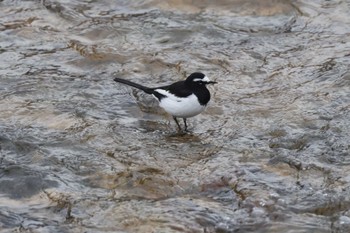 Japanese Wagtail 兵庫県神戸市 Sat, 1/20/2024