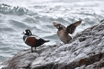 Harlequin Duck 平磯海岸 Sat, 1/20/2024