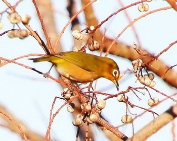 Warbling White-eye 大阪府岸和田市 蜻蛉池公園 Wed, 1/17/2024