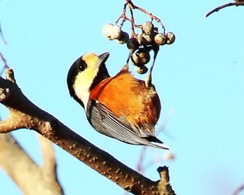 Varied Tit 大阪府岸和田市 蜻蛉池公園 Wed, 1/17/2024