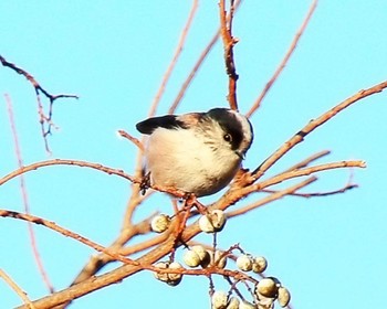 Long-tailed Tit 大阪府岸和田市 蜻蛉池公園 Wed, 1/17/2024