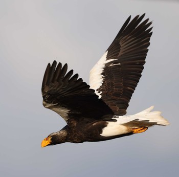 Steller's Sea Eagle 納沙布岬 Fri, 12/29/2023