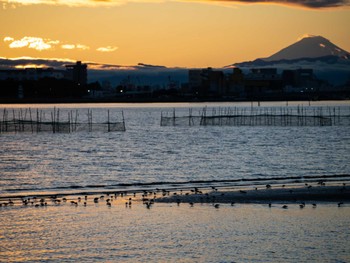 ハマシギ 葛西臨海公園 2024年1月21日(日)