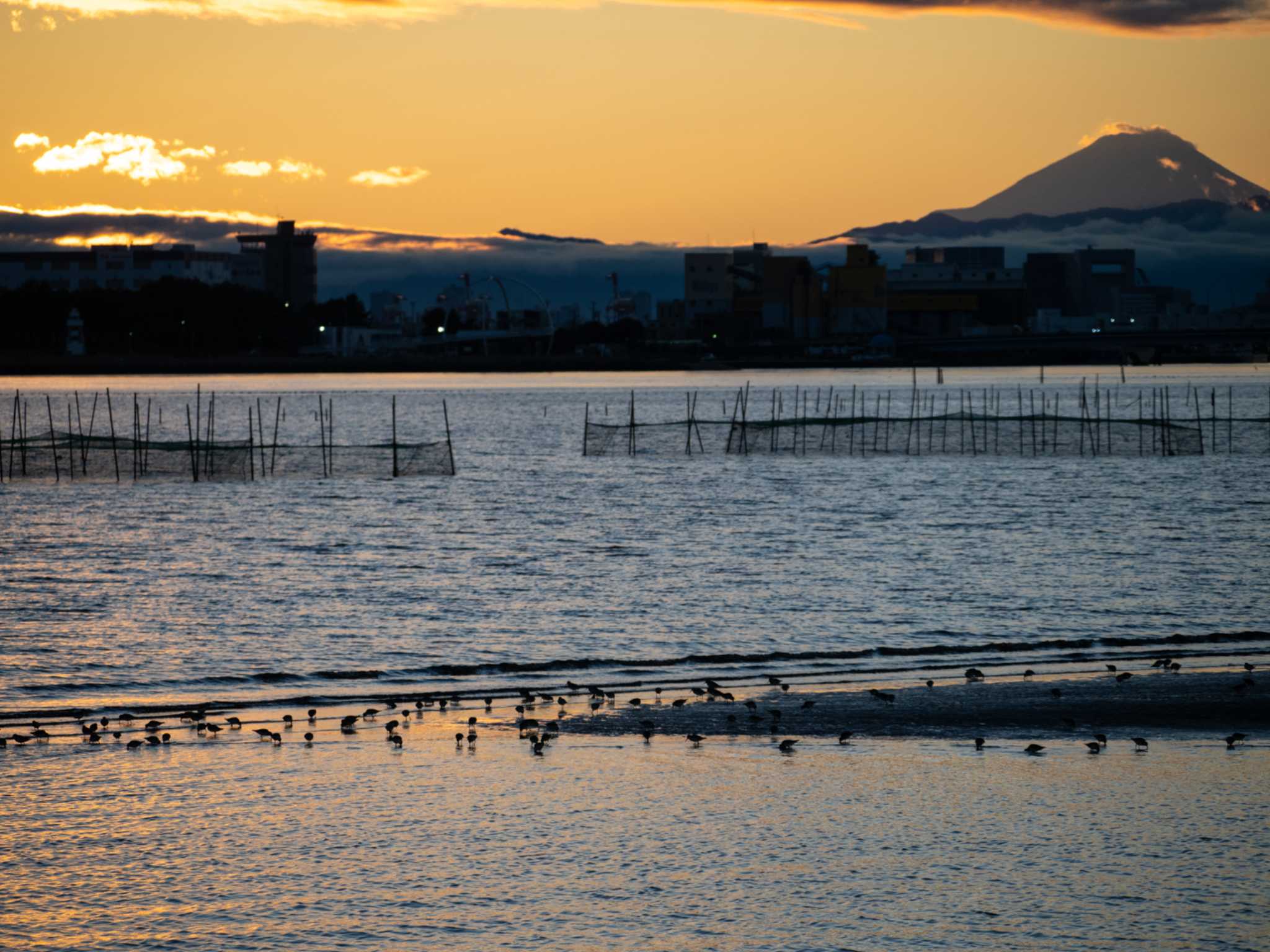 葛西臨海公園 ハマシギの写真 by ふなきち