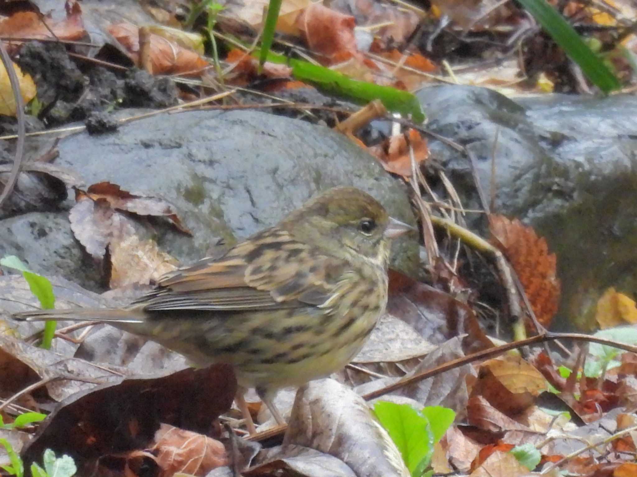 Masked Bunting