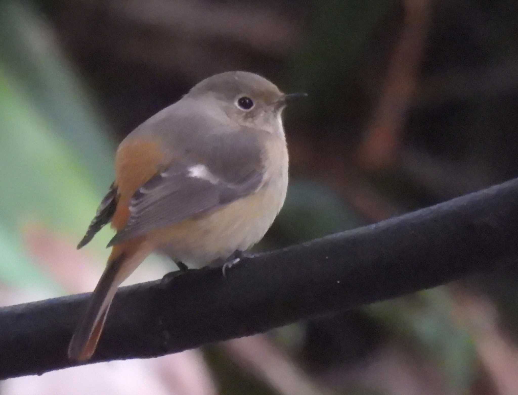 Daurian Redstart