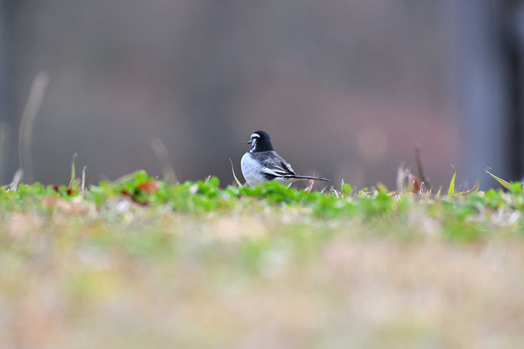 White Wagtail