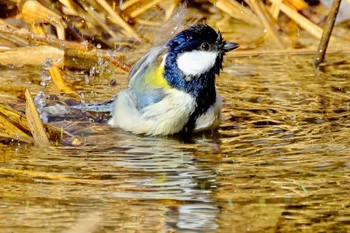 Japanese Tit 国営木曽三川公園  Sun, 1/21/2024