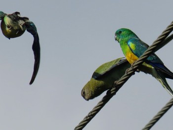 ビセイインコ Richmond Lowlands, NSW, Australia 2024年1月6日(土)