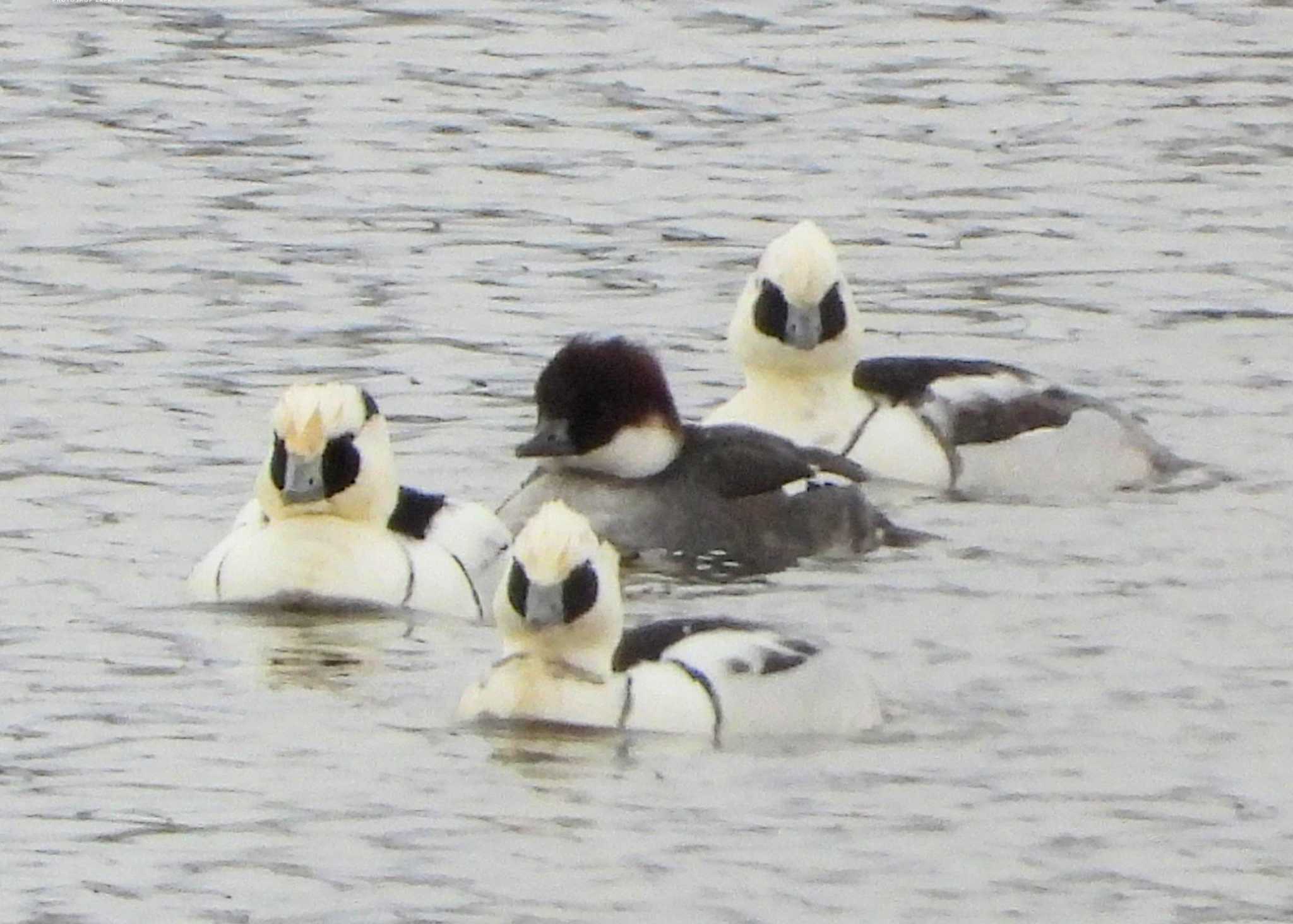 Photo of Smew at  by サジタリウスの眼