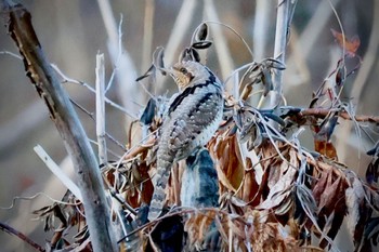 2024年1月21日(日) 北本自然観察公園の野鳥観察記録